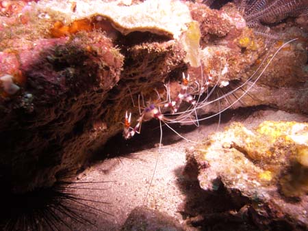 M0013064