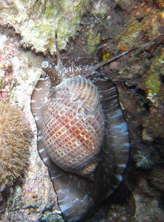 M0013659