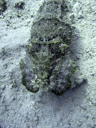 M0014217