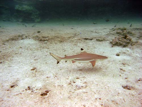 M0016383
