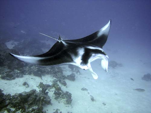 M0016550