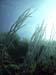 M0016408