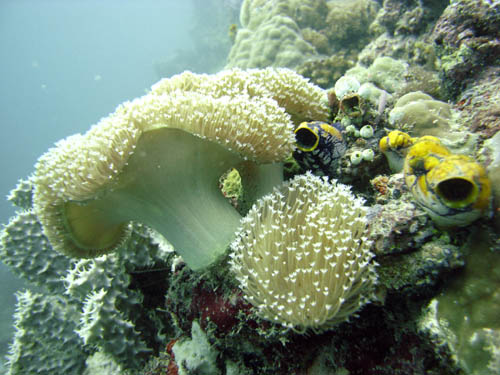 M0011295