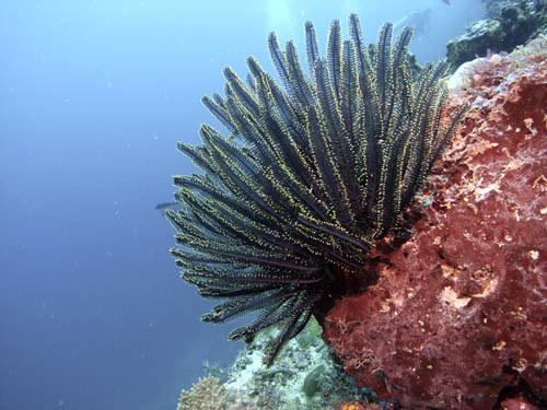 M0011409