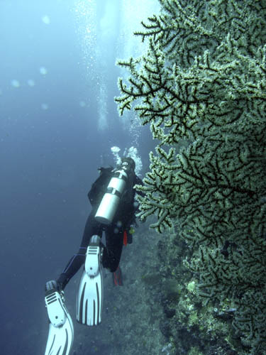 M0011687