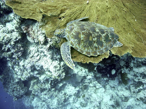 M0011735