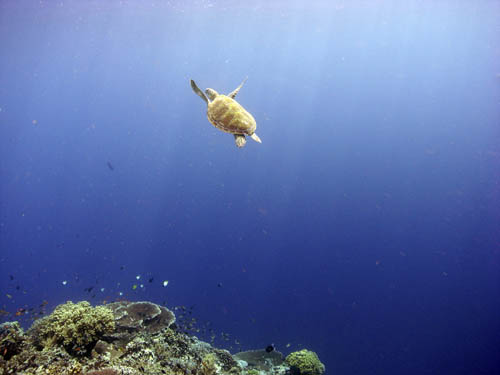 M0011799
