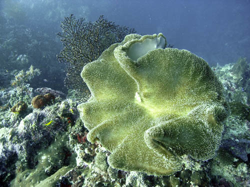 M0011814