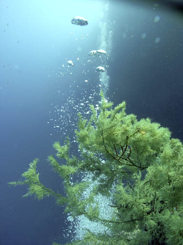 M0012796
