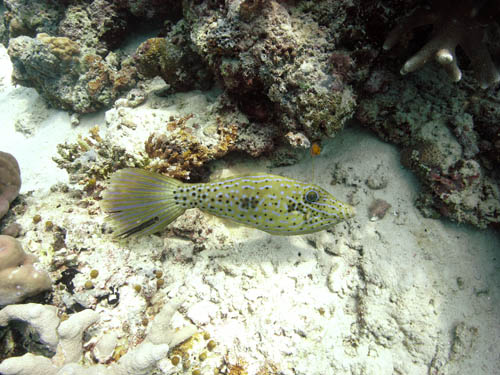 M0012972