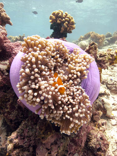M0012994